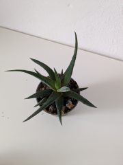 PXL_20250709_172324254.jpg