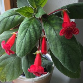 Kochlera