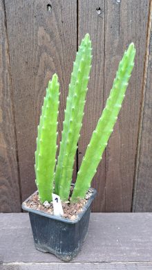 Stapelia grandiflora 1