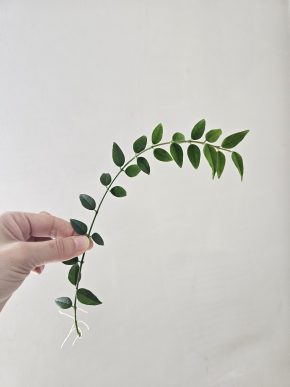 Hoya bella - odnož s kořínky