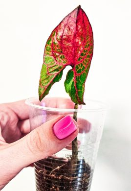 Alocasia black jack (Cyrtosperma johnstonii) sběratelská rostlina