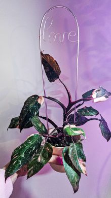 Philodendron Pink Princess Marble Galaxy