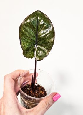 Alocasia Chocolate green