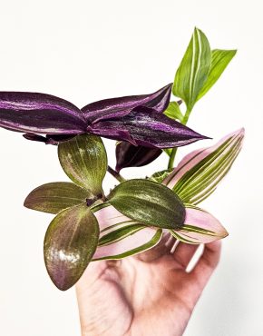 Tradescantia 4v1 nanouk, zebrina, variegata, violet hill