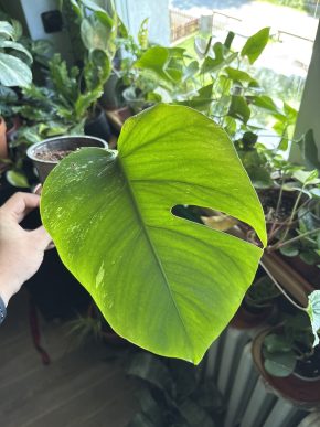 Monstera deliciosa albo variegated