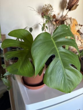 Monstera deliciosa albo variegated