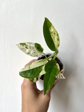 Epipremnum Pinnatum Variegata