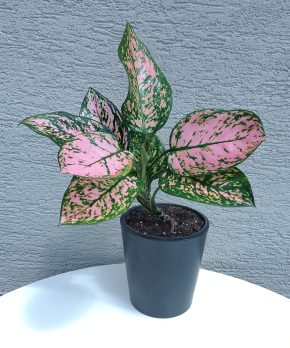 Aglaonema Pink