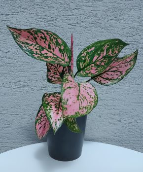 Aglaonema Pink