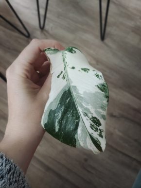 Monstera deliciosa albo variegata