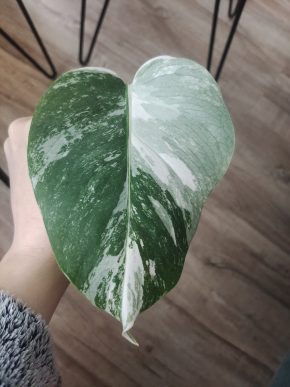 Monstra albo. variegata