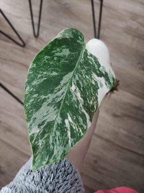 Monstera deliciosa albo var.