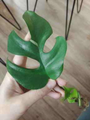Rhaphidophora tetrasperma albo var. Řízek