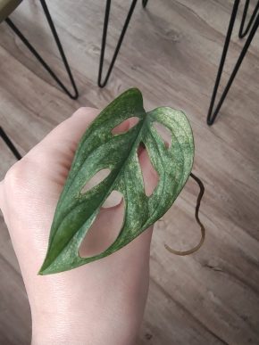 Monstera albo adansonii řízek