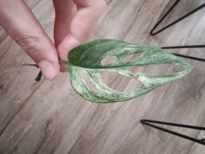 Monstera albo adansonii řízek