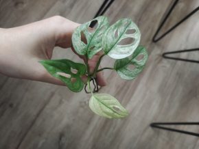 Monstera albo adansonii řízek