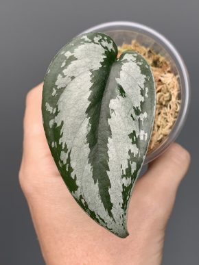 Scindapsus noid