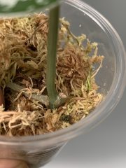 IMG_4680.jpeg