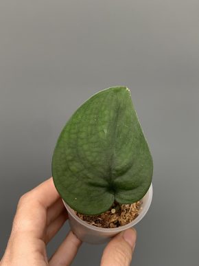 Scindapsus jade satin Black
