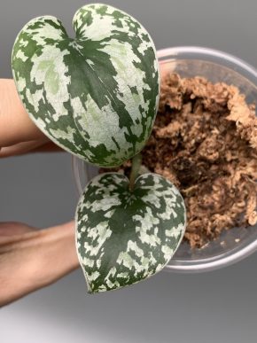 Scindapsus tricolor