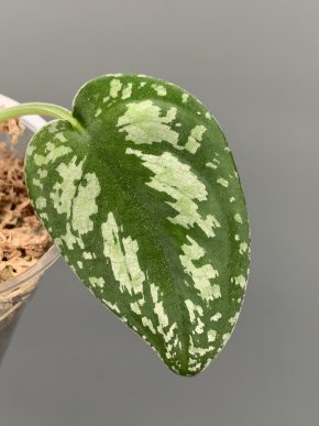 Scindapsus Silver tricolor