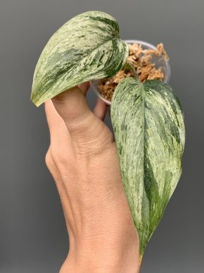 Scindapsus longistipitatus Marble variegatus