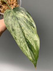 IMG_4710.jpeg