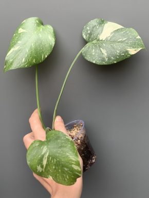 Monstera Thai constellation