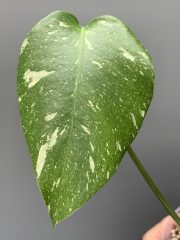 IMG_4581.jpeg