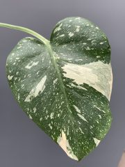 IMG_4582.jpeg