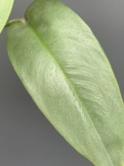 IMG_4499.jpeg