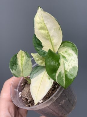 Epipremnum aureum Global