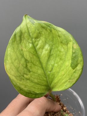 Epipremnum aureum Olivia