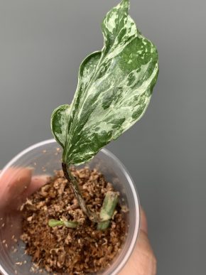 Epipremnum aureum Merapi