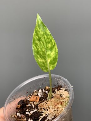 Epipremnum pinnatum Yellow Sunrise