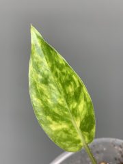 IMG_4559.jpeg