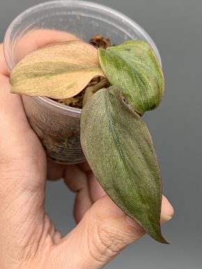 Philodendron micans Pink Mint variegata