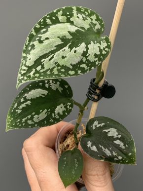 Scindapsus tricolor