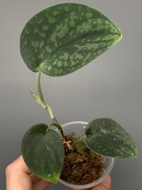 Scindapsus Dark Satin Green splash