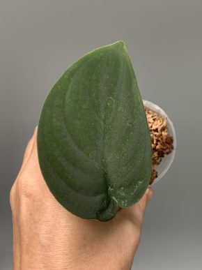 Scindapsus Borneo Black