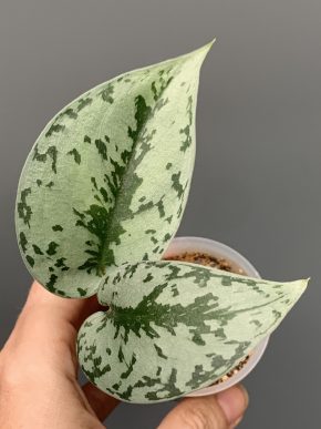 Scindapsus Silver Lady