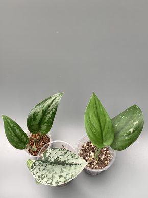 Sada 3 x Scindapsus