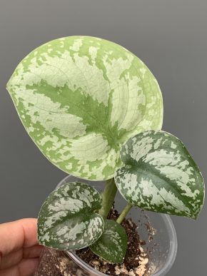 Scindapsus noid