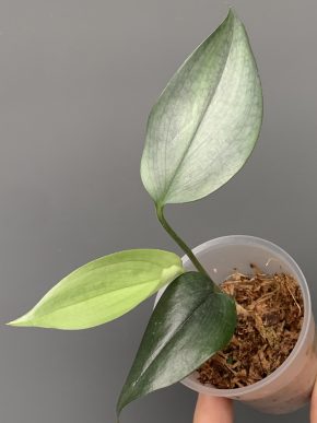 Scindapsus hederaceus Silver