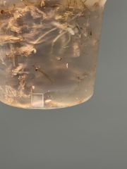 IMG_4752.jpeg