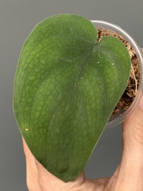 Scindapsus Green Velvet