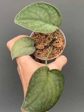 Scindapsus Silver Splash Velvet
