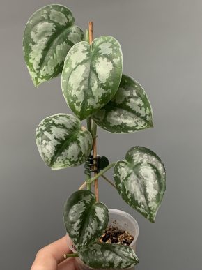 Scindapsus noid