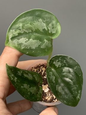Scindapsus noid