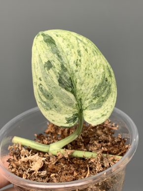 Scindapsus Dark Silver Splash variegatus